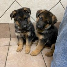 Beautiful German Shepherd Puppies Image eClassifieds4U