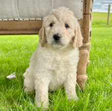 Beautiful Golden Doodle Puppies Ready now Image eClassifieds4U