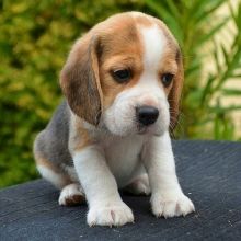 Excellent purebred, healthy beagle puppies looking for Image eClassifieds4U