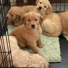 Golden Retriever Puppies . Parents DNA tested Image eClassifieds4U
