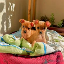 Home Trained Doberman Puppies Image eClassifieds4U