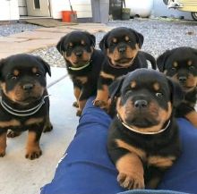 KC Rottweiler puppies for loving family homes Image eClassifieds4U