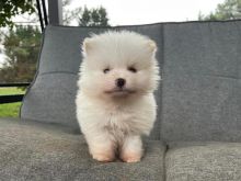 Outsanding male and female Pomeranian puppies for adoption Image eClassifieds4u 2