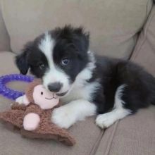 Ready now** Border Collie Puppies Image eClassifieds4U