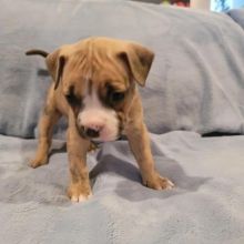 Stuning male and female Pitbull puppies for adoption. Image eClassifieds4U