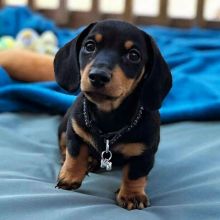 True Mini Dachshunds Puppy’s Image eClassifieds4u 2