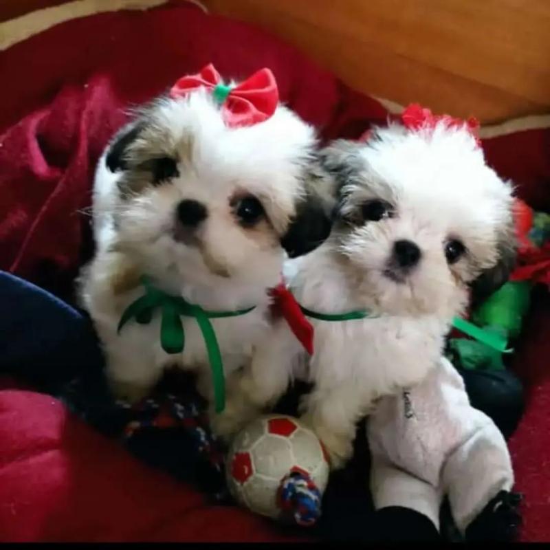 Magnificent Shih Tzu Puppies for sale Image eClassifieds4u