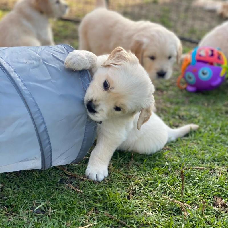Male and Female Golden Retriever Puppies Available Image eClassifieds4u