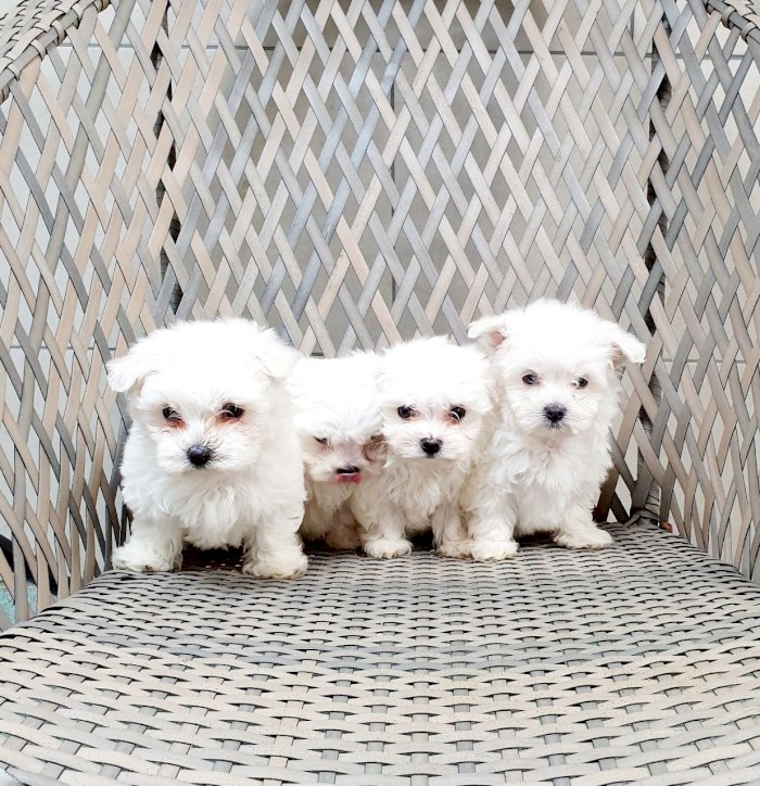 Maltese puppies ready to go Image eClassifieds4u