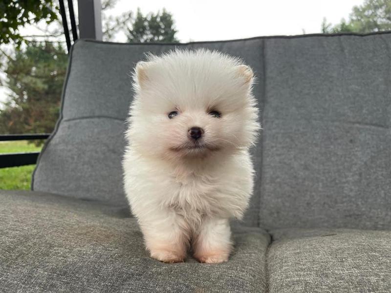 Outsanding male and female Pomeranian puppies for adoption Image eClassifieds4u