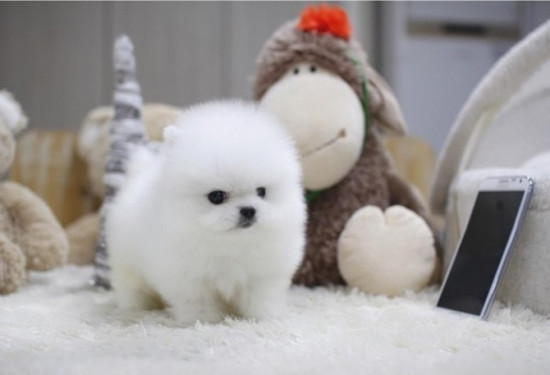 Pure breed Pomeranian boy and girls Image eClassifieds4u