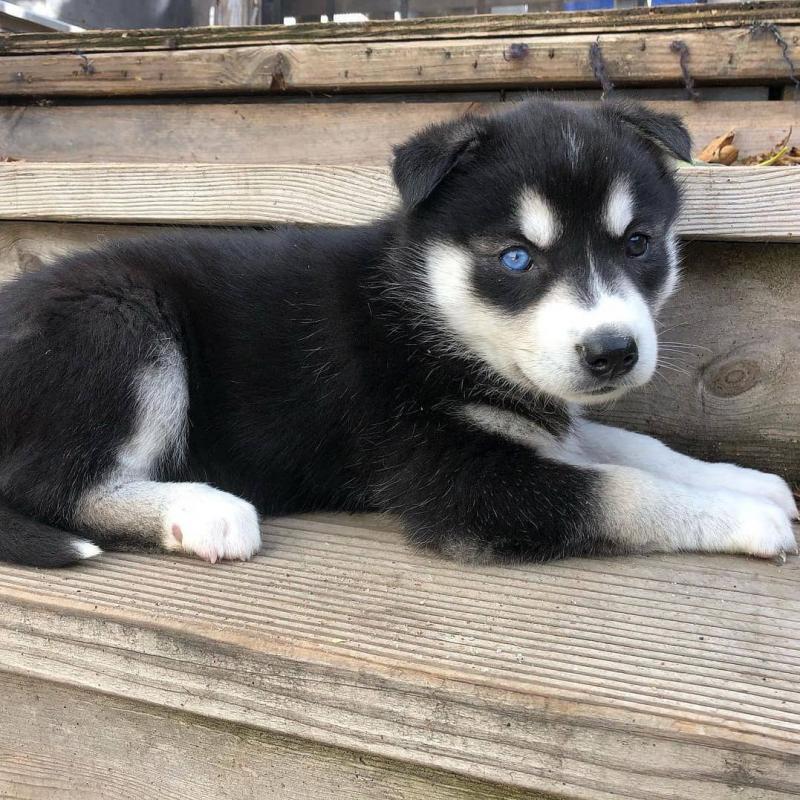 Siberian Husky blue eyed pups Image eClassifieds4u