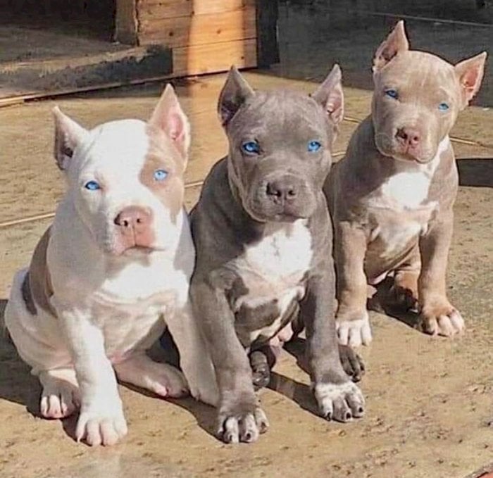 STANDARD American bully puppies Image eClassifieds4u