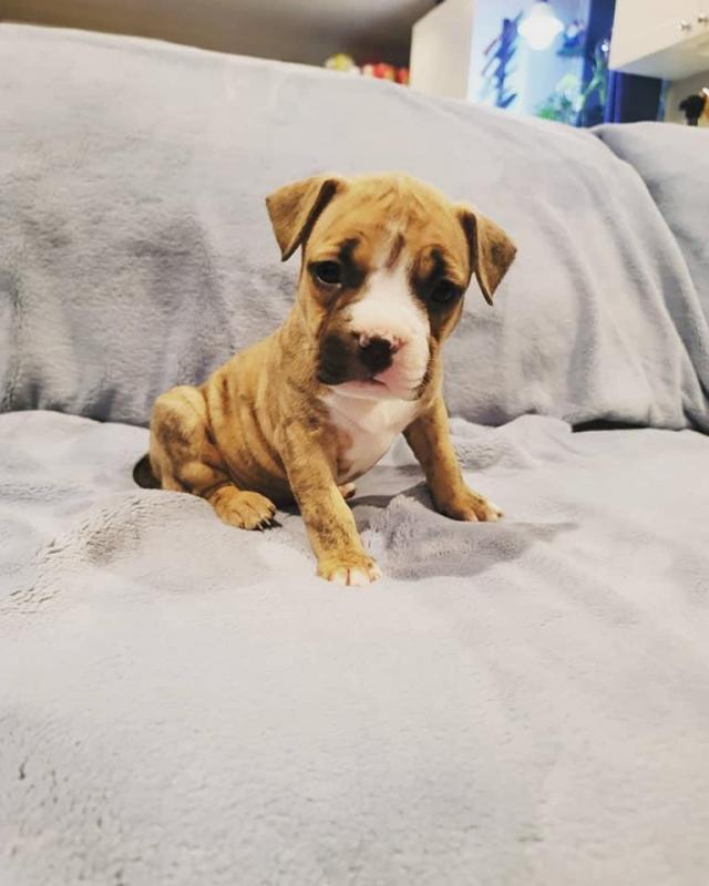 Stuning male and female Pitbull puppies for adoption. Image eClassifieds4u