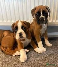 Healthy Boxer Puppies Available.
