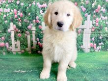 Male and Female Golden Retriever Puppies 💕Delivery Available🌎