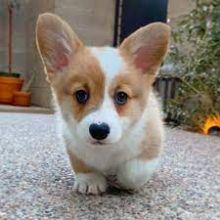 Outstanding Pembroke Welsh Corgi Puppies 💕Delivery possible🌎
