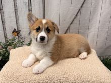 Outstanding Pembroke Welsh Corgi Puppies 💕Delivery possible🌎