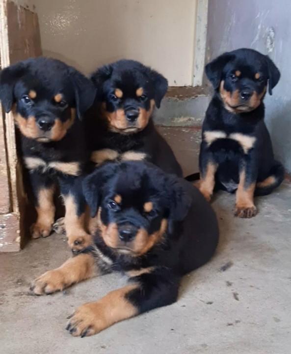 Awesome & Clean Rotties Puppies for good home. Image eClassifieds4u