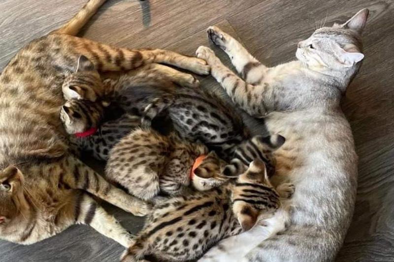 Home Trained Savanna Kitten Image eClassifieds4u