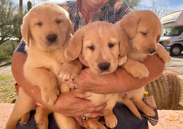 Lovely Golden Retriever Puppies Available. Image eClassifieds4u