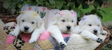 Excellent Retriever Puppies Available. Image eClassifieds4U