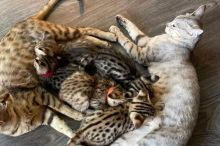 Home Trained Savanna Kitten Image eClassifieds4U