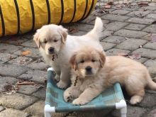 Male and Female Golden Retriever Puppies ready 💕Delivery Available🌎 Image eClassifieds4u 3