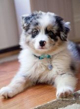 Outstanding Australian Shepherd Puppies Available 💕Delivery possible🌎 Image eClassifieds4U