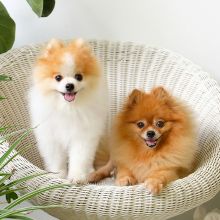 Outstanding Pomeranian Puppies Ready. Get email below. Image eClassifieds4U