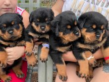 Purebred German Rottweiler puppies Image eClassifieds4u 1