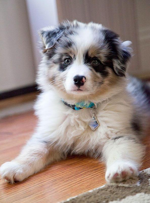 Outstanding Australian Shepherd Puppies Available 💕Delivery possible🌎 Image eClassifieds4u