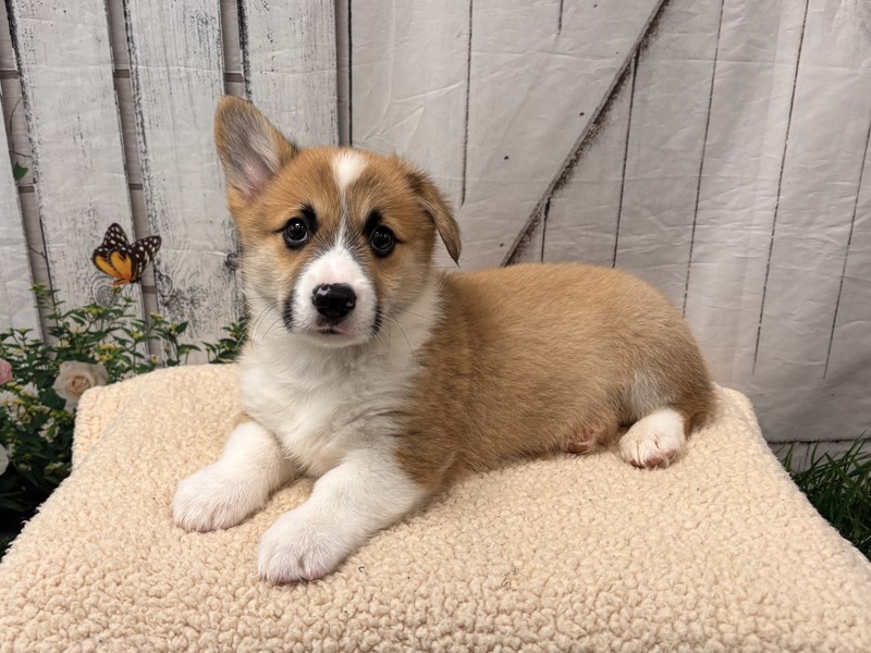 Outstanding Pembroke Welsh Corgi Puppies 💕Delivery possible🌎 Image eClassifieds4u
