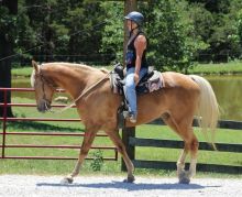 Outstanding Trail Kentucky Mountain Gelding.