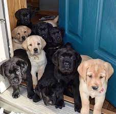 Affordable Male and Female Labrador puppies Now ready to go. Image eClassifieds4u