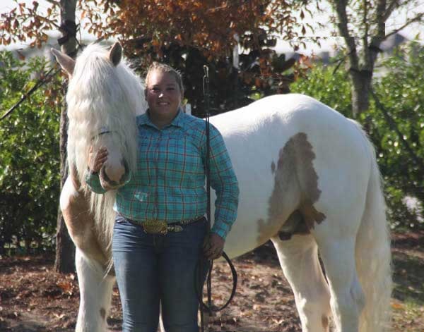 Gentle Trail Gypsy Vanner Horse Image eClassifieds4u