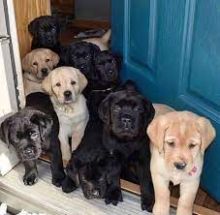Affordable Male and Female Labrador puppies Now ready to go. Image eClassifieds4U