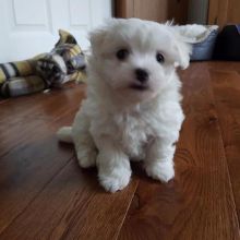 Affectionate Maltese puppies,