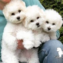 Bichon Frise pups 3 boys and 2 girls