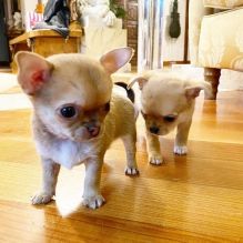 Cute Lovely Chihuahua Puppies Male and Female For Adoption