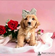 F1 Cavapoo puppies fully health tested