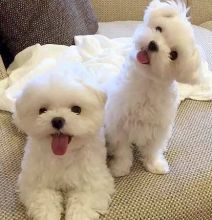 Maltese puppies ready to go