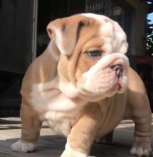 Quality KC Registered English Bulldogs