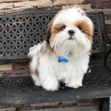 Shih Tzu puppies available for adoption