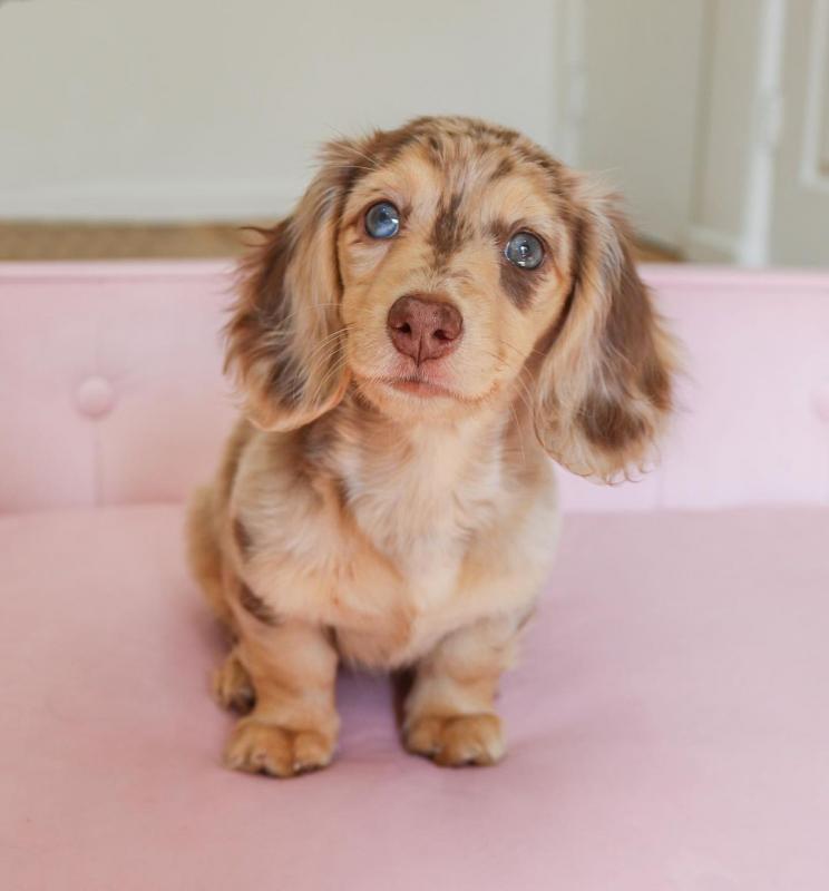 Adorable Male & Female Dachshund Puppies For Adoption Image eClassifieds4u