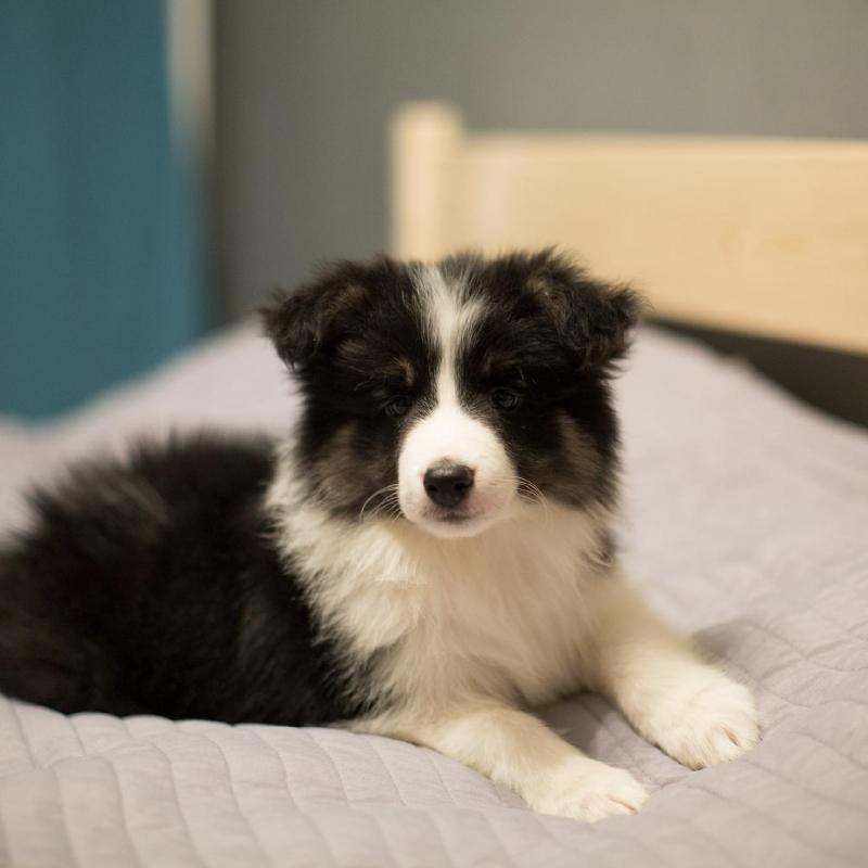 Beautiful Purebred Border Collie Puppies Image eClassifieds4u