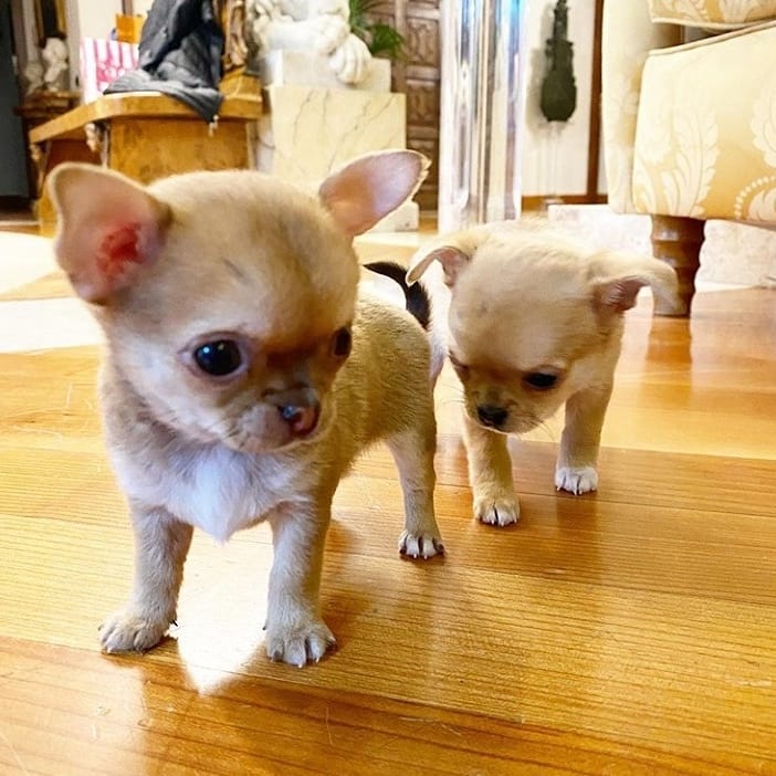 Cute Lovely Chihuahua Puppies Male and Female For Adoption Image eClassifieds4u