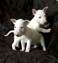 **Top Quality Bull Terrier Puppies** Image eClassifieds4U