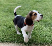 Adorable Beagle puppies for searching for loving home Image eClassifieds4U