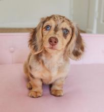 Adorable Male & Female Dachshund Puppies For Adoption Image eClassifieds4U